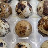 quail eggs web
